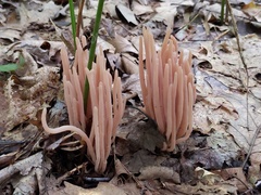 Clavaria rubicundula