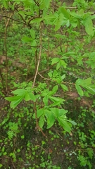 Lonicera alpigena