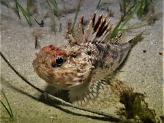 Maxillicosta scabriceps