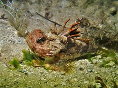 Maxillicosta scabriceps