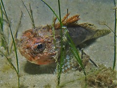 Maxillicosta scabriceps