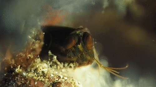 Pseudosquillisma oculata observed 2020-12-28
