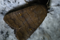 Athetis stellata