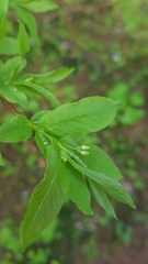 Lonicera alpigena