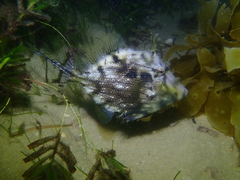 Chaetodermis penicilligerus