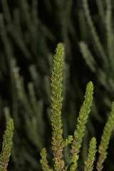 Cliffortia subsetacea