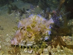 Chaetodermis penicilligerus