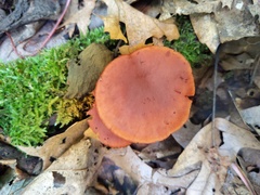 Gymnopilus liquiritiae