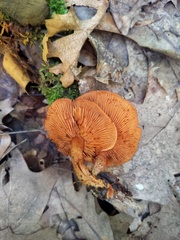 Gymnopilus liquiritiae