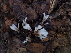 Thelephora penicillata