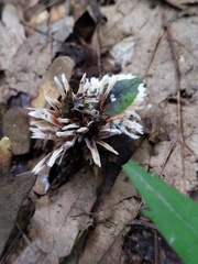 Thelephora penicillata