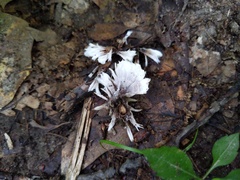 Thelephora penicillata