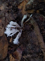 Thelephora penicillata