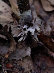 Thelephora penicillata