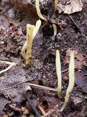 Clavaria acuta