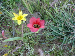 Romulea sabulosa