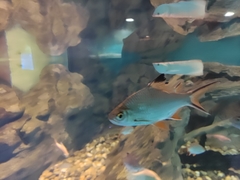 Barbonymus schwanefeldii