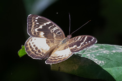 Euriphene epe