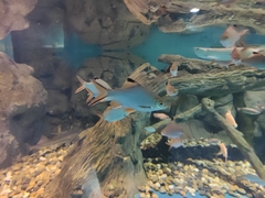 Barbonymus schwanefeldii