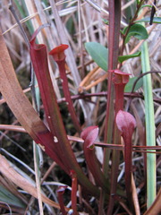 Sarracenia rubra