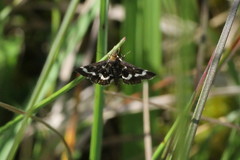 Pyrausta nigrata
