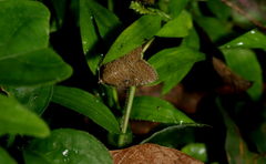 Amyna axis