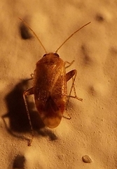 Hamatophylus guttulosus