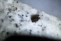 Charagochilus