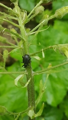 Otiorhynchus gemmatus