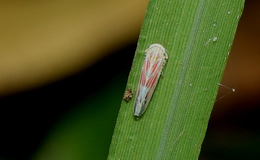 Balclutha pararubrostriata