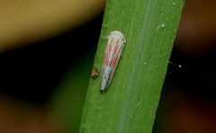 Balclutha pararubrostriata