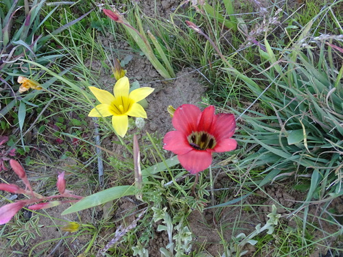 Image of Romulea sabulosa by no rights reserved