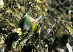 Psittacula alexandri fasciata