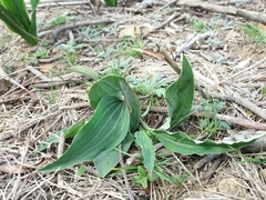 Ranunculus bupleuroides