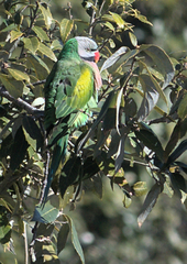 Psittacula alexandri fasciata