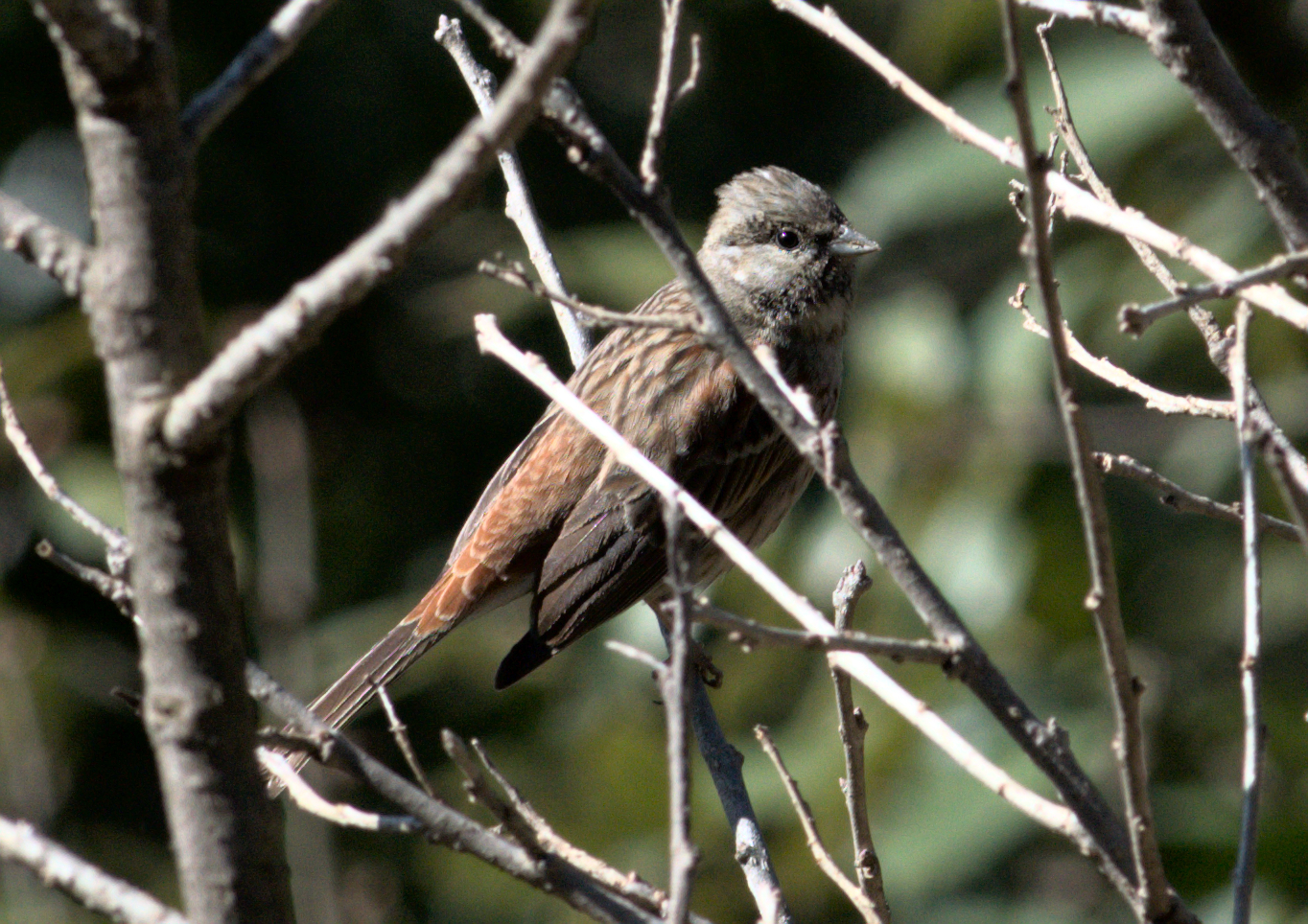 White-capped Bunting