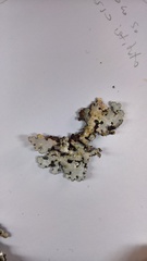 Parmelina pastillifera