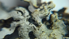 Parmelina pastillifera