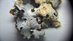 Parmelina pastillifera