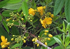 Senna burkartiana