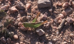 Staurorhectus longicornis