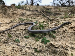 Psammophis crucifer