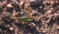 Staurorhectus longicornis