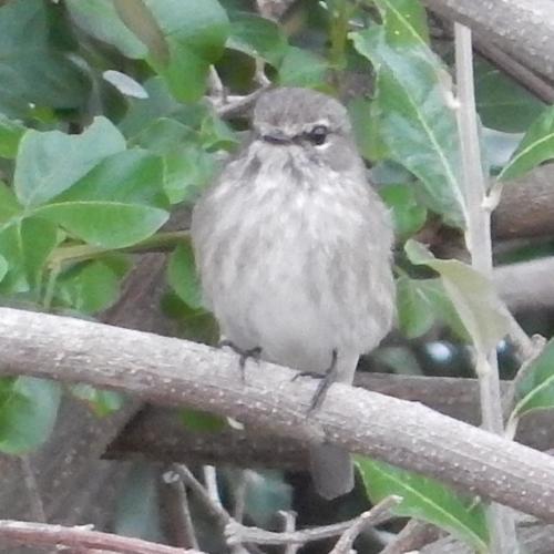 Papamoscas Sombrío (Muscicapa adusta)