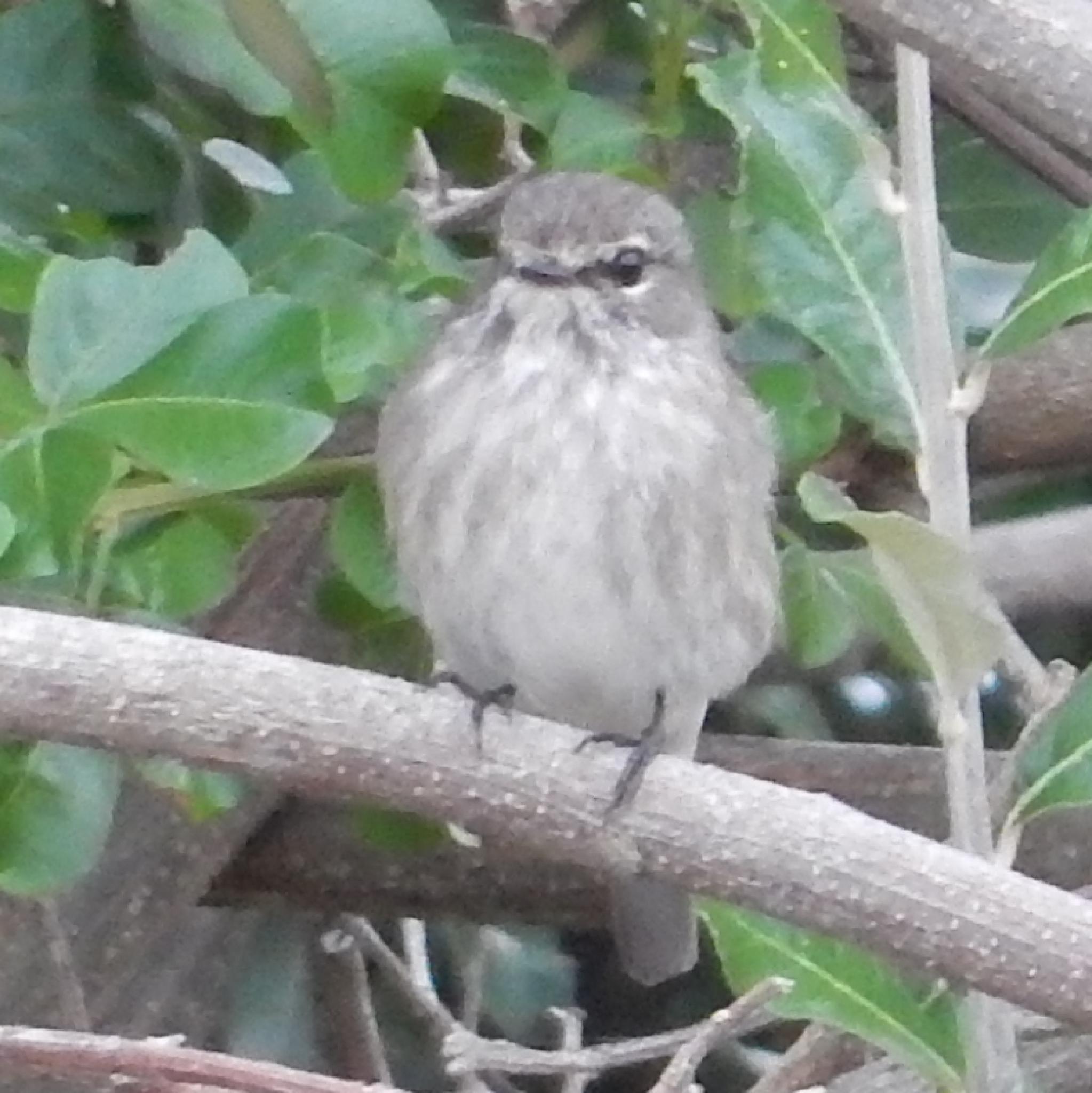 African Dusky Flycatcher illustration