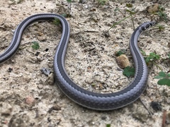 Psammophis crucifer