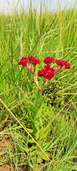 Crassula alba
