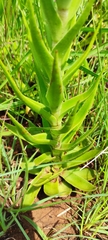 Crassula alba
