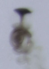 Acrotrichis sericans