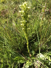 Habenaria lithophila